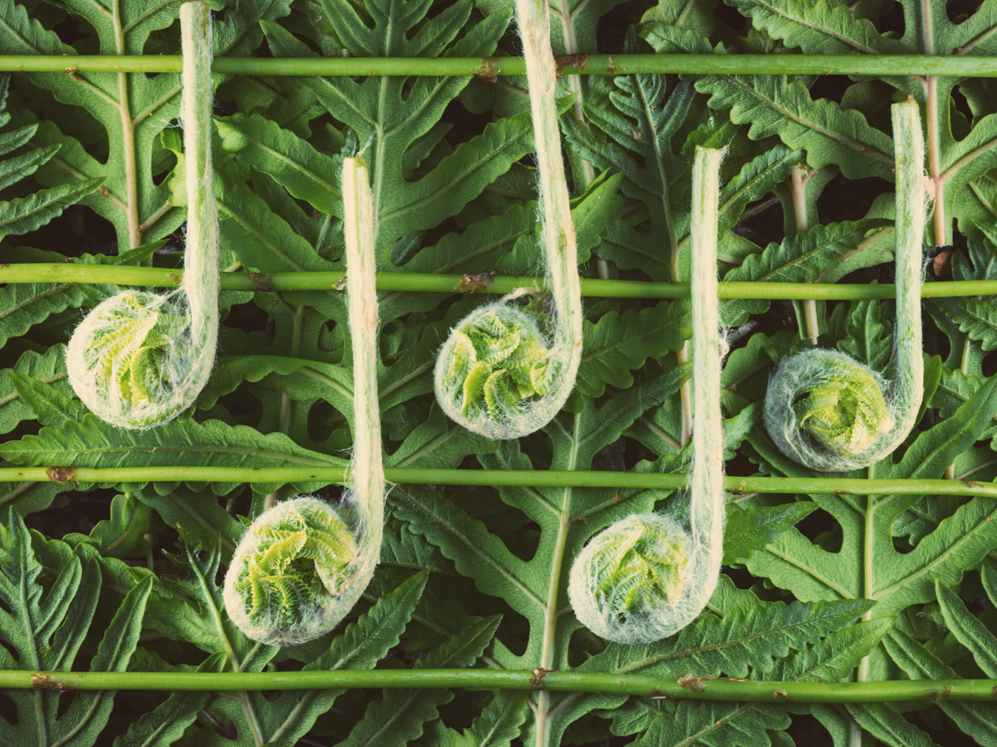 Music notes made of plant stems and rolled up ferns on a bed of plant leaves